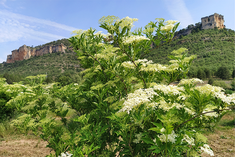 Saúco en flor con las montañas del Valle de Uña de fondo.
