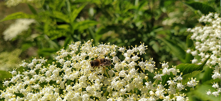 Abeja polinizando a un saúco en el mes de mayo.
